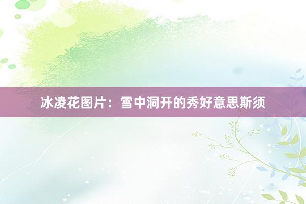 冰凌花图片：雪中洞开的秀好意思斯须